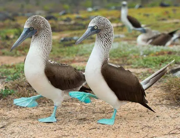 Blue Footed Booby Birding Frontiers