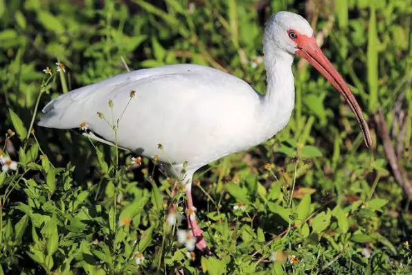 Birds Native To Florida - Birding Frontiers