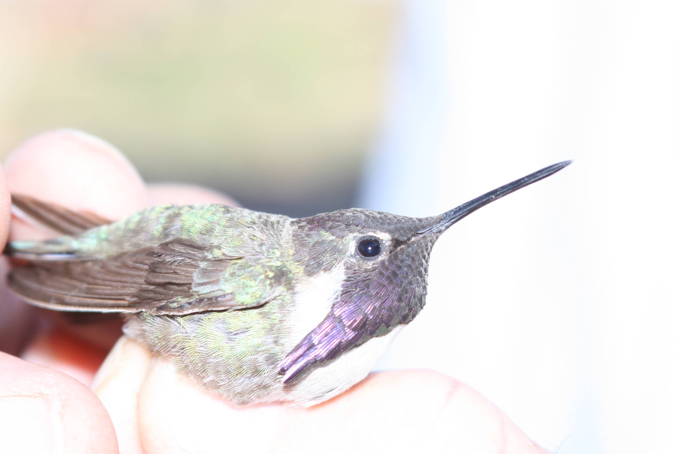 Cleaning Hummingbird Feeders